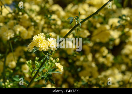 Rosa foetida. Persian yellow rose in Eram Garden. Shiraz. Iran Stock Photo