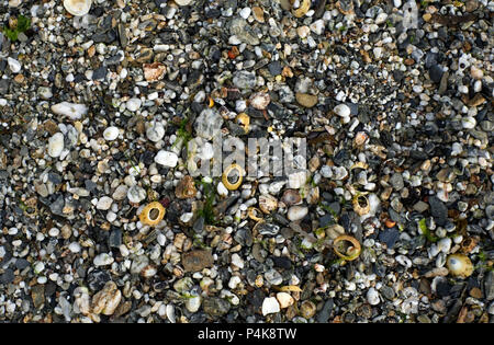 seashells are seen on Towan Beach, on the Roseland Peninsula, Cornwall, Britain on June 9, 2018. Stock Photo