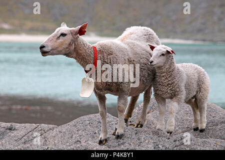 Sheep and lamb in coast Stock Photo