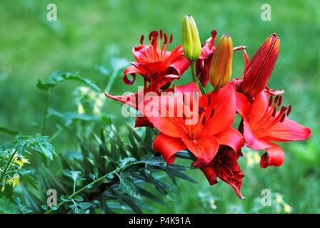 Red  blooming lily flowers Lilium sp. Stock Photo