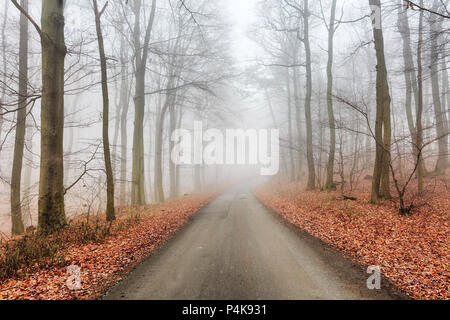 Road in misty forest at fall Stock Photo