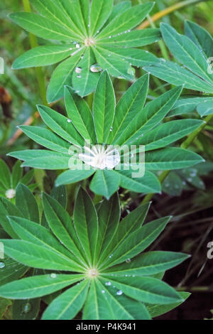 Green leaf with drops - lupinus. Stock Photo