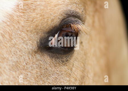 a close-up of a horse's eye with a deep look, competition aniaml Stock Photo