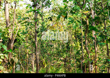 greenery Forest trees  close view looking awesome in sunny day in a rural village forest. Stock Photo