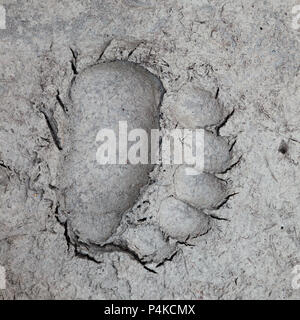 Bear track in soft mud at the edge of a river in Canada Stock Photo