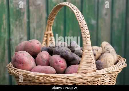 Red Rosara potatoes, yellow Solist potatoes and truffle potatoes in a harvesting basket in a garden Stock Photo