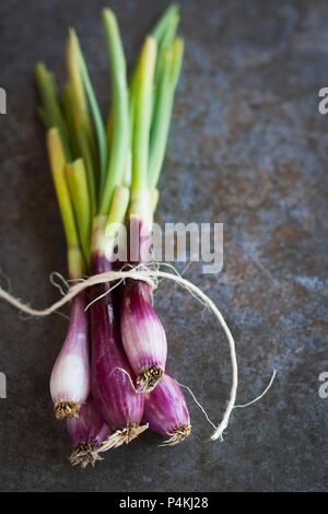 A bunch of organic red spring onions tied with twine Stock Photo