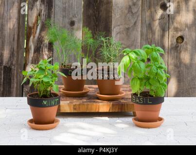 Various types of herbs in flower pots (mint, basil, dill and rosemary) with labels Stock Photo