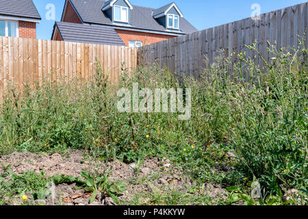 Garden of a new build house overgrown with weeds Stock Photo