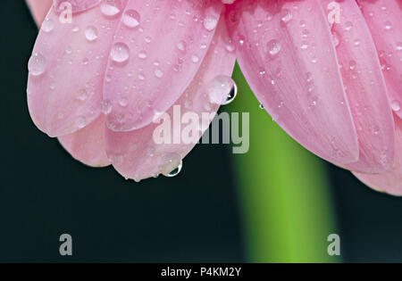 Water droplets on the petals of a pink Gerbera flower Stock Photo