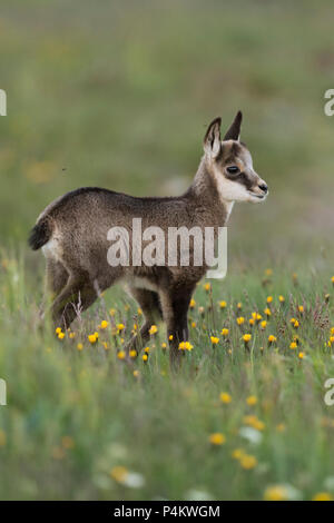 Chamois / Gaemse ( Rupicapra rupicapra ), cute fawn, young baby animal, standing in a flowering alpine meadow, watching for its parents, Europe. Stock Photo