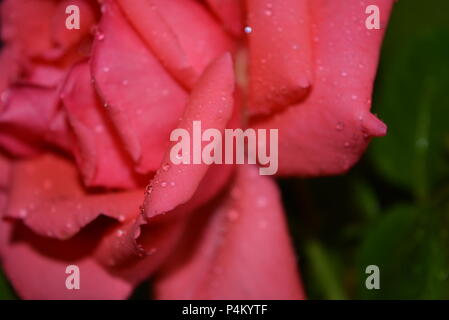 Beautiful, freshly plucked pink rose buds and covered in water droplets. Stock Photo