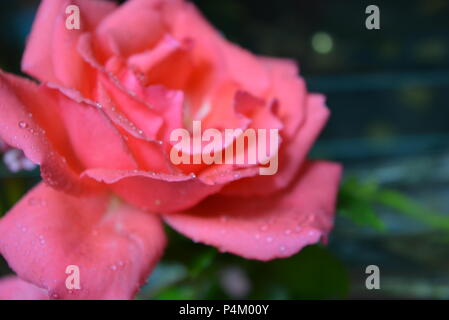 Beautiful, freshly plucked pink rose buds and covered in water droplets. Stock Photo