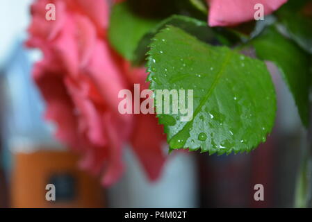 Beautiful, freshly plucked pink rose buds and covered in water droplets. Stock Photo