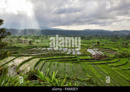 Rice terraces in rice fields on mountain of twilight Stock Photo