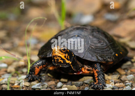 Spotted turtle - Clemmys guttata Stock Photo