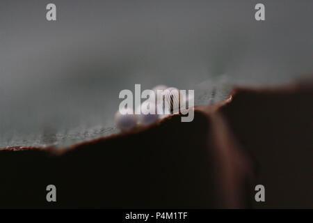 Butterfly Eggs Stock Photo