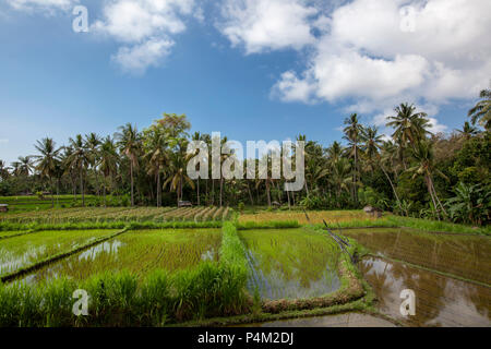 sun rises over the green fields of the Tegalalang rice paddies in the heart of Bali, Indonesia. Stock Photo