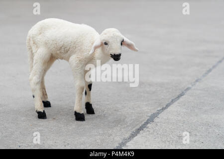 Cute white baby sheep on the runway road, animal mammal concept. Stock Photo