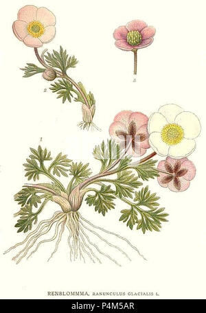 166 Ranunculus glacialis. Stock Photo