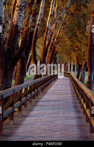 Wooden bridge with tree alley on wooden planks at autumn sunset Stock Photo