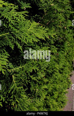 View of young green branches ate on a sunny day, background Stock Photo