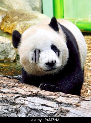 Close up of Giant Panda bear cub Stock Photo