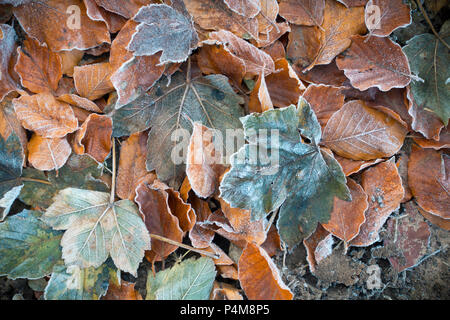 A pile of autumn leaves covered in a fine layer of frost Stock Photo