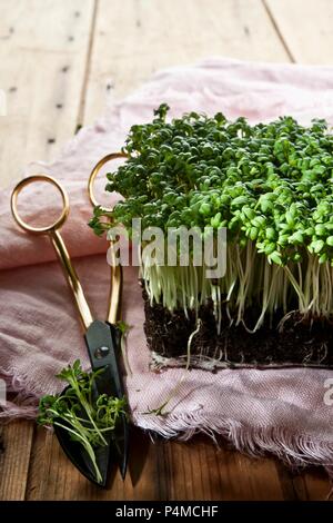 Fresh cress on a linen cloth with herb scissors Stock Photo