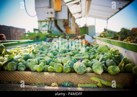 Freshly harvested Brussels sprouts on a conveyor belt Stock Photo