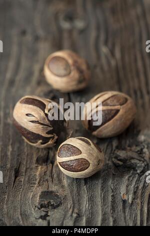 Nutmegs in dried flowers Stock Photo