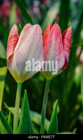 pair of white   and  red tulips with sunlight and green garden background Stock Photo