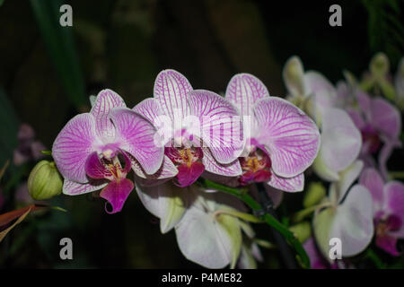 Phalaenopsis white and violet  orchid with dark garden background Stock Photo
