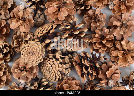 pine cone background Stock Photo