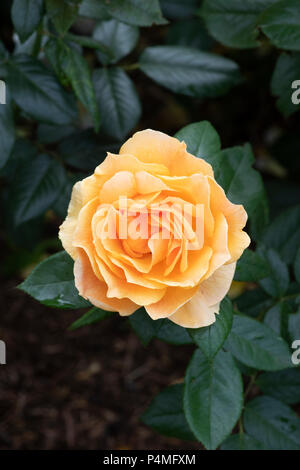 Rosa Easy Going / Harflow. Floribunda rose 'Easy Going' Stock Photo