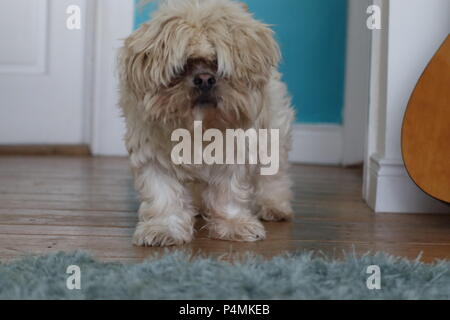 Lhasa Apso Stock Photo