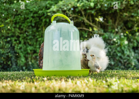 Cute young, recently hatched free-range chicks seen with one of the adult Silkie mothers by a water drinker, shown on a hot summers day in a private l Stock Photo