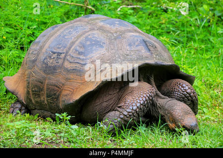 Galapagos giant tortoise (Geochelone elephantopus) on Santa Cruz Island in Galapagos National Park, Ecuador. It is the largest living species of torto Stock Photo