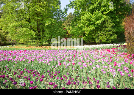 Colorful tulip field, summer flowerwith green leaf with blurred flower as background Stock Photo
