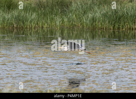 Grey Heron (Ardea cinerea) flying Stock Photo