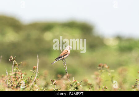 A perched male Linnet (Linaria cannabina) Stock Photo