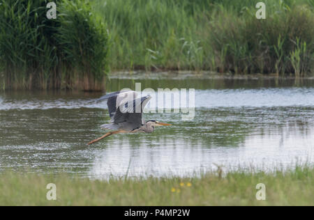 Grey Heron (Ardea cinerea) flying Stock Photo