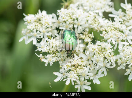 Rose-Chafer (Cetonia aurata) beetle