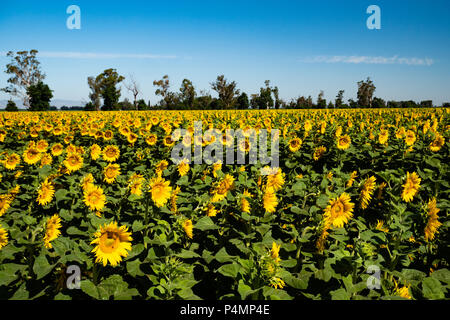 Sunflowers Dixon, California Stock Photo