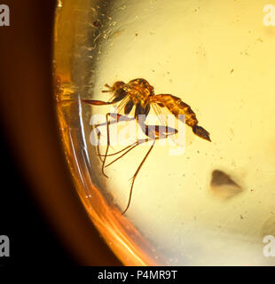 Trapped fly insects in Burmese amber Stock Photo