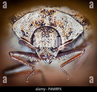 Varied carpet beetle (Anthrenus verbasci) macro portrait Stock Photo