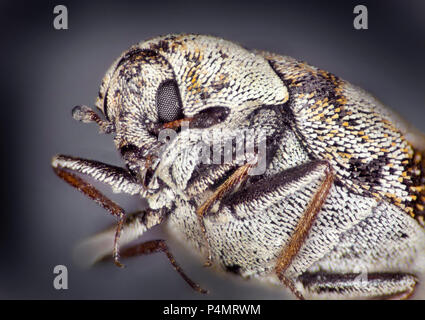 Varied carpet beetle (Anthrenus verbasci) macro portrait Stock Photo