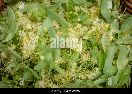 Fresh Tilia flowers as a background. Close up of Linden flowers in a basket. Tilia flowers are medicinal herb, used for herbal teas, good for colds, f Stock Photo