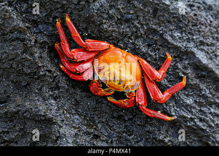 Sally lightfoot crab (Grapsus grapsus) on Espanola Island, Galapagos National park, Ecuador. Stock Photo
