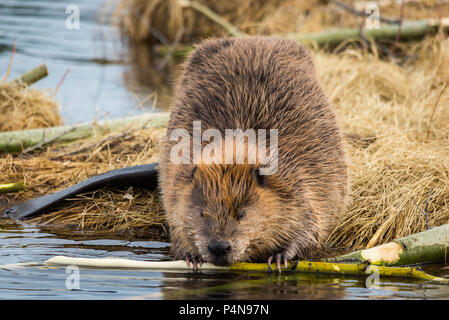 A large beaver eating popular branches on the grassy shore of its beaver pond Stock Photo
